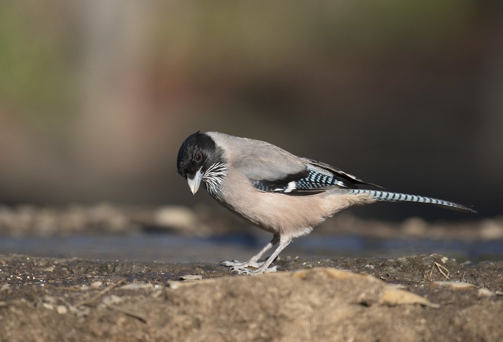 Photograph by mukul sharma