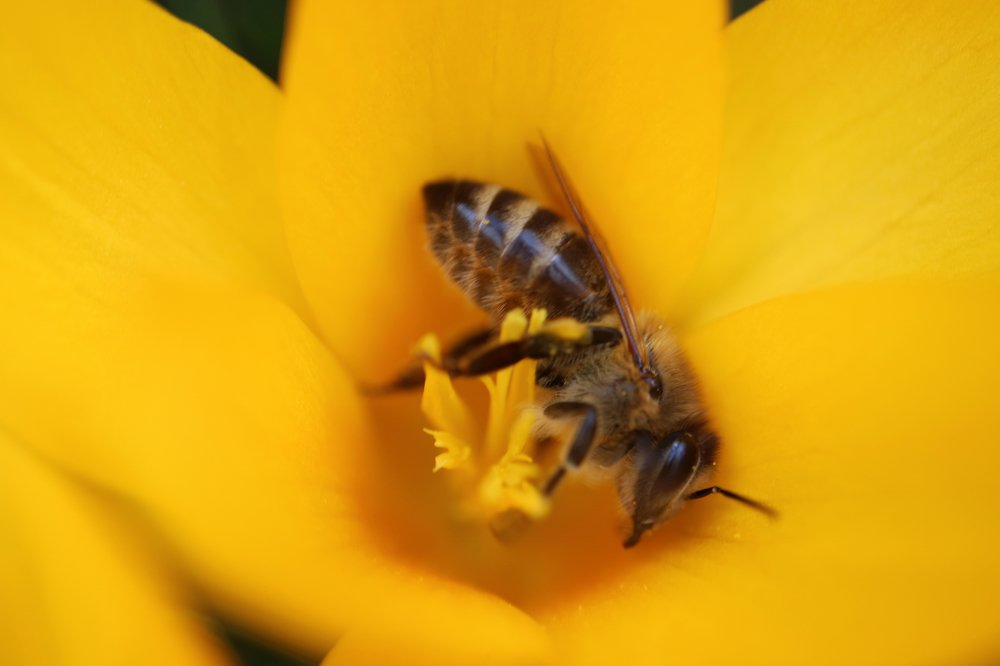 Bee On Yellow Crocus Stamens