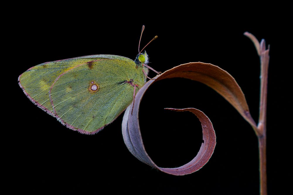 Photograph by Mahdi Sarikhani