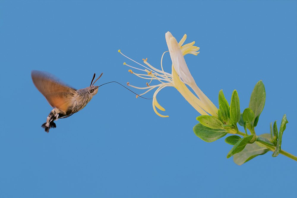 Photograph by Mahdi Sarikhani