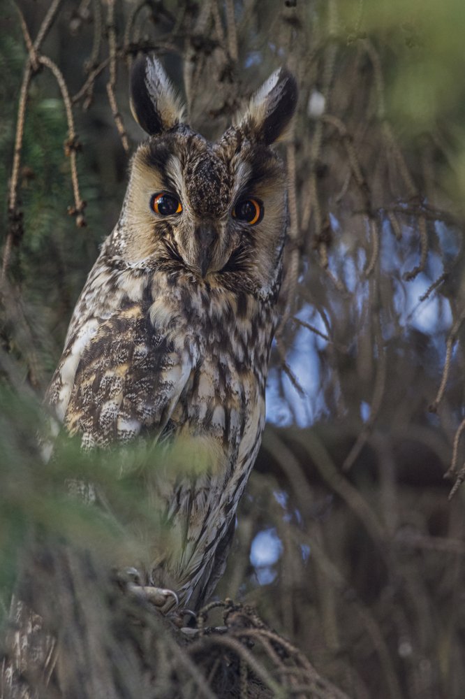 Фотография автора Татьяна Ливеровская