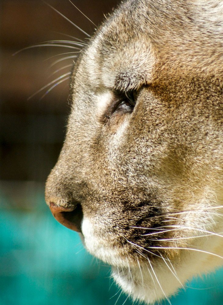 Photograph by Светлана Катанцева