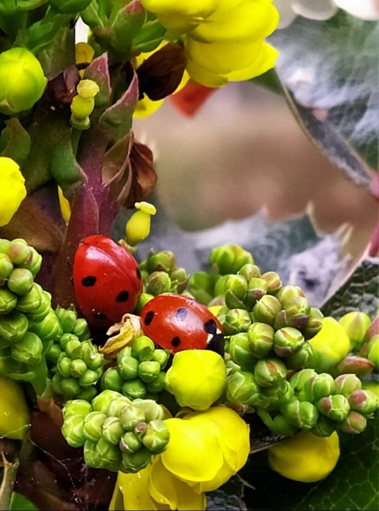 Пятнистая радость