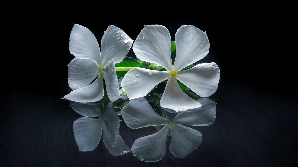 Periwinkle flower reflection.
