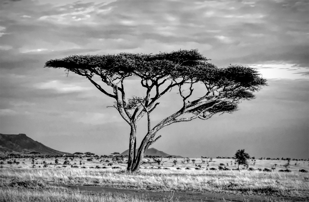 Photograph by Ages ragil