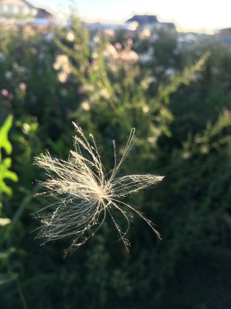 Летняя снежинка