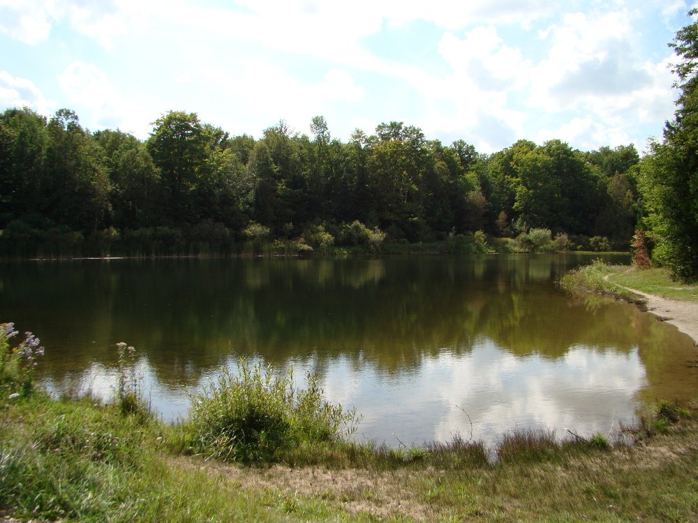 Лесной пейзаж в редком сочетании с озером