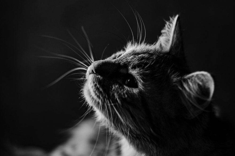 Photograph by Антон Герасимов