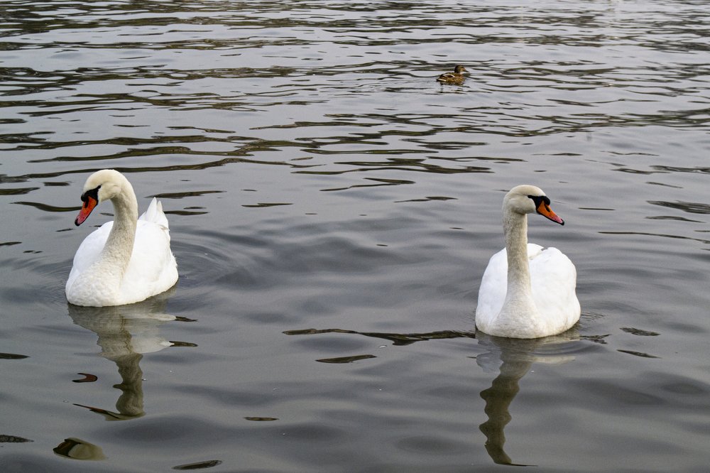 Photograph by Юлия Водонос