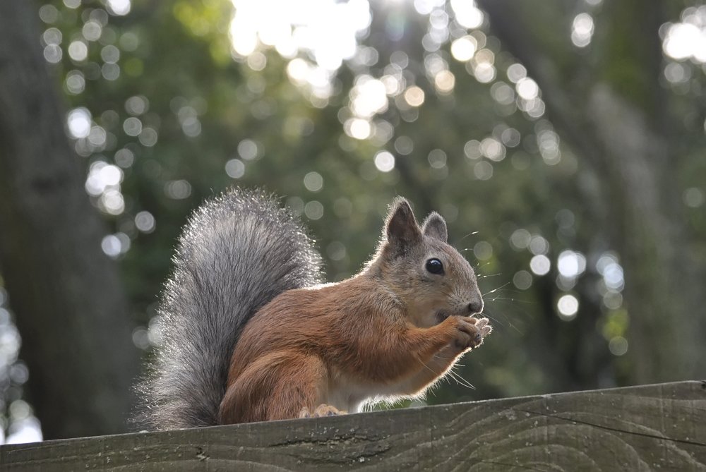 Белка.Squirrel