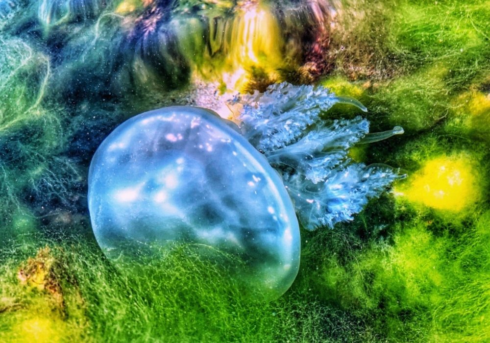 Photograph by Natasha Efanova