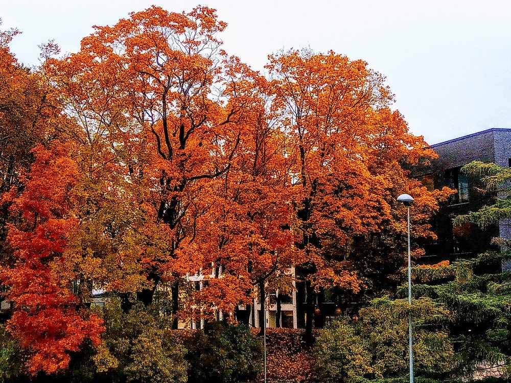 Фотография автора Игорь Лебедев