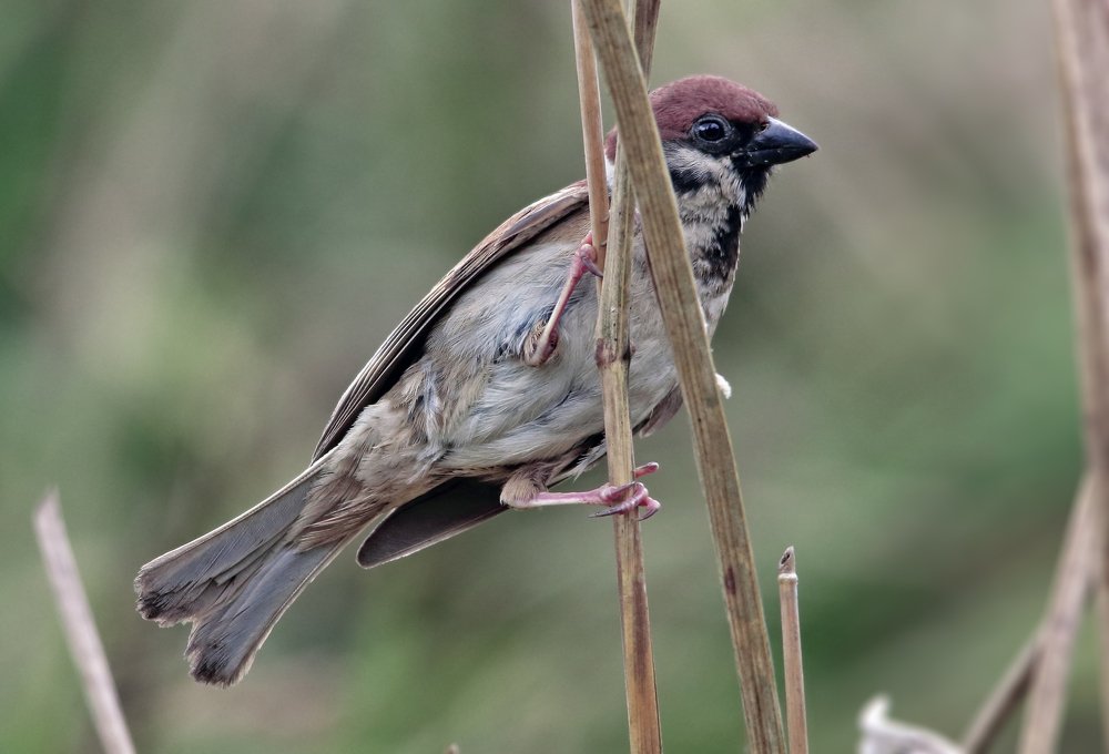 Фотография автора JOE