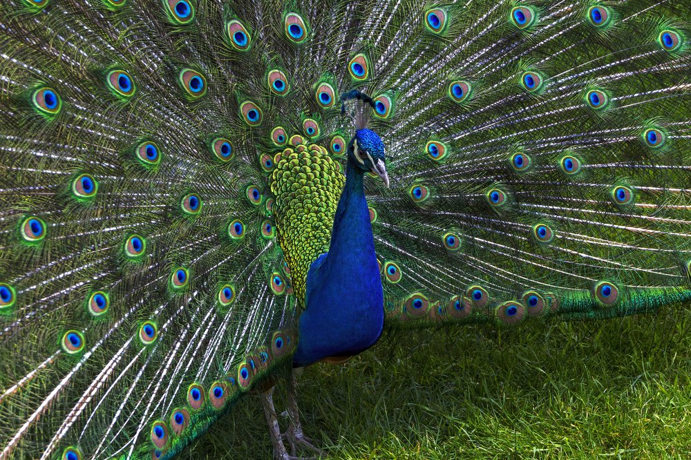 A peacock in full splendor
