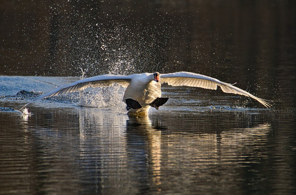 Photograph by Pawel Cudzich