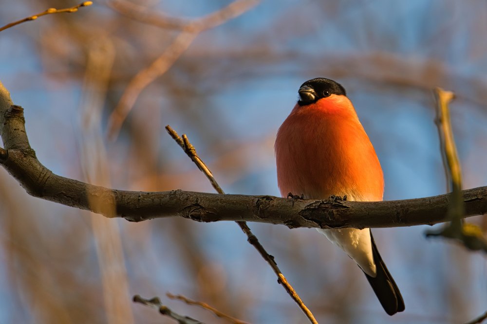 Photograph by Pawel Cudzich