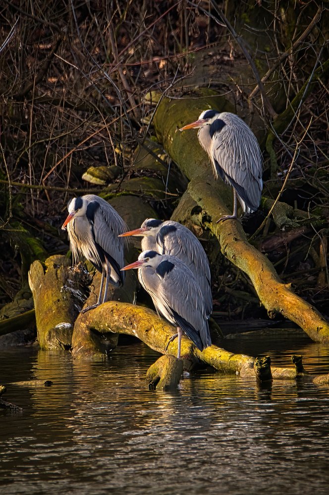 Photograph by Pawel Cudzich