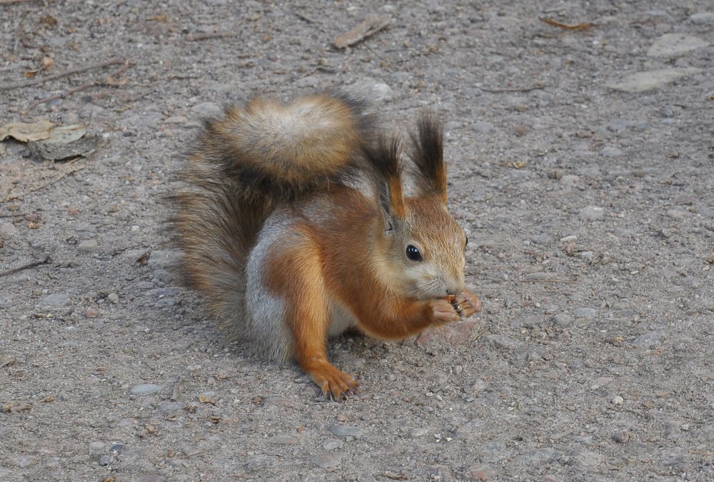 Белка есть орешек.