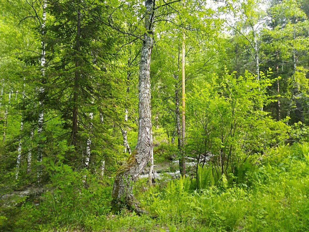 Photo #4453413