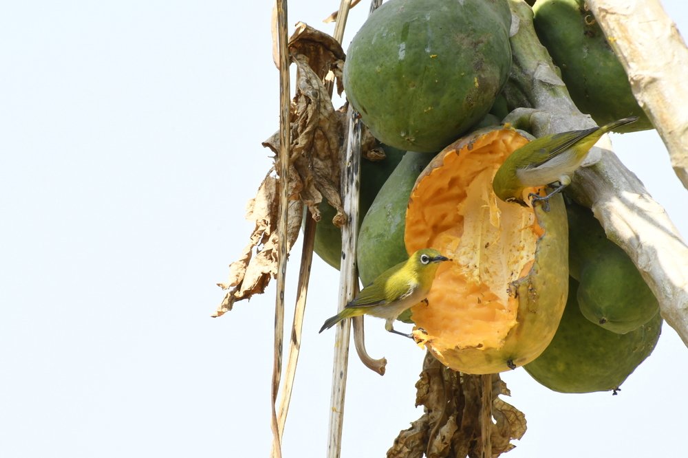 Photograph by Praveen Bhagat