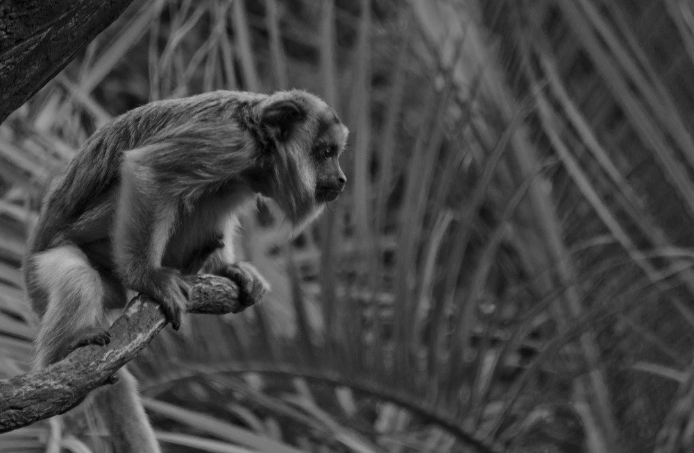 Photograph by Gabriel Asato