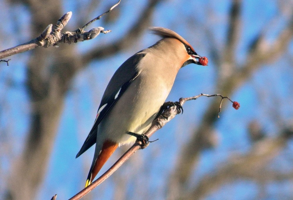 Ягодка для любимой.