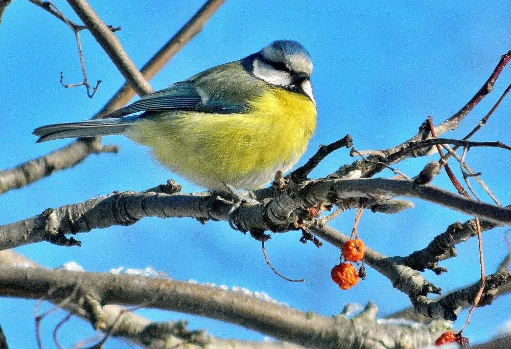Лазоревка. Самая маленькая синичка.
