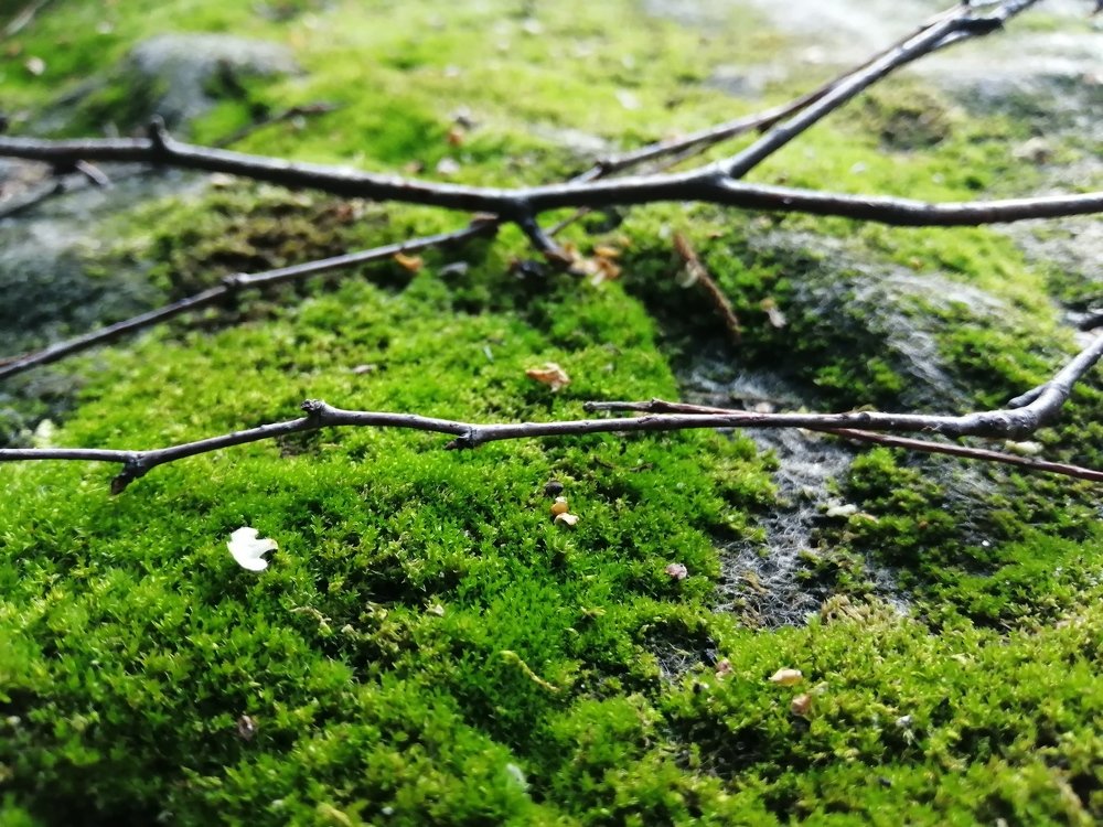 Photograph by Захар Пфейфер