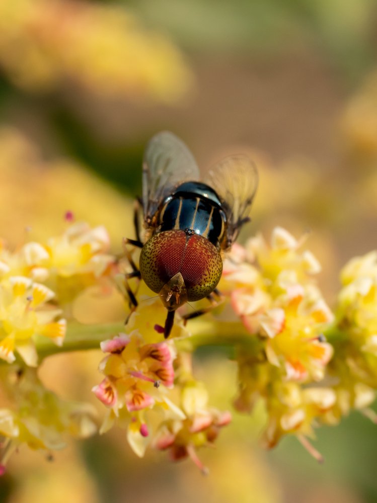 Hoverfly