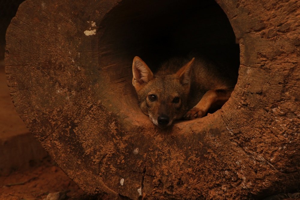 Photograph by Seethal Jose Anu