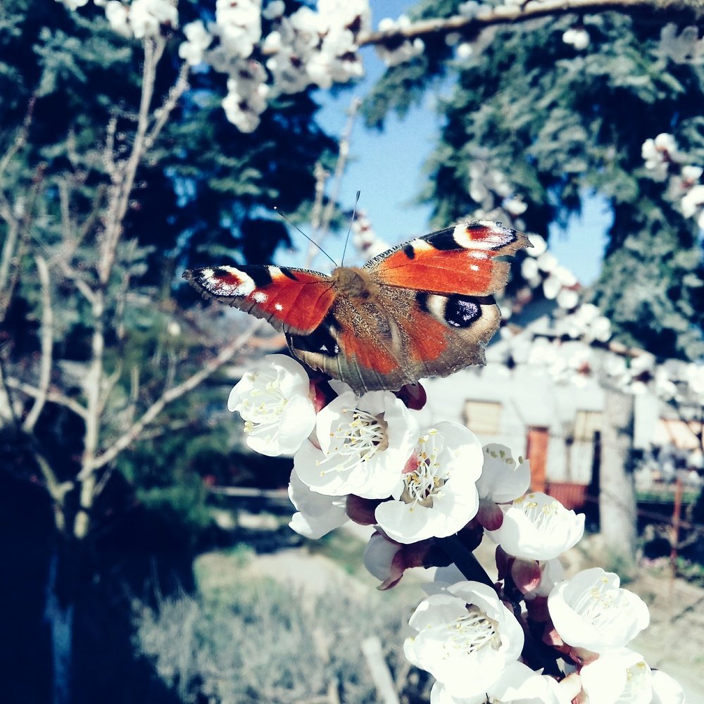 Photo #4454817