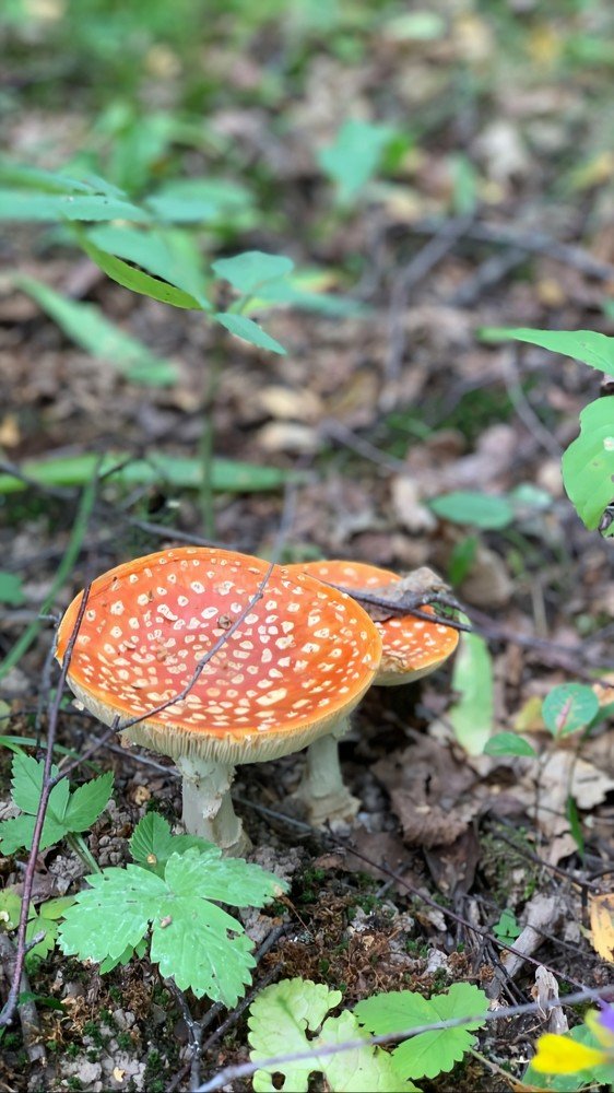 Photograph by Игорь Непомнящий