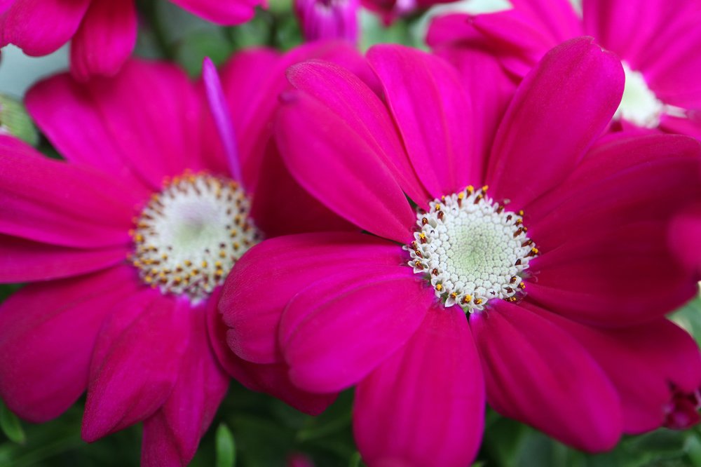 Pink Flowers With Soft Petals And White Stamens