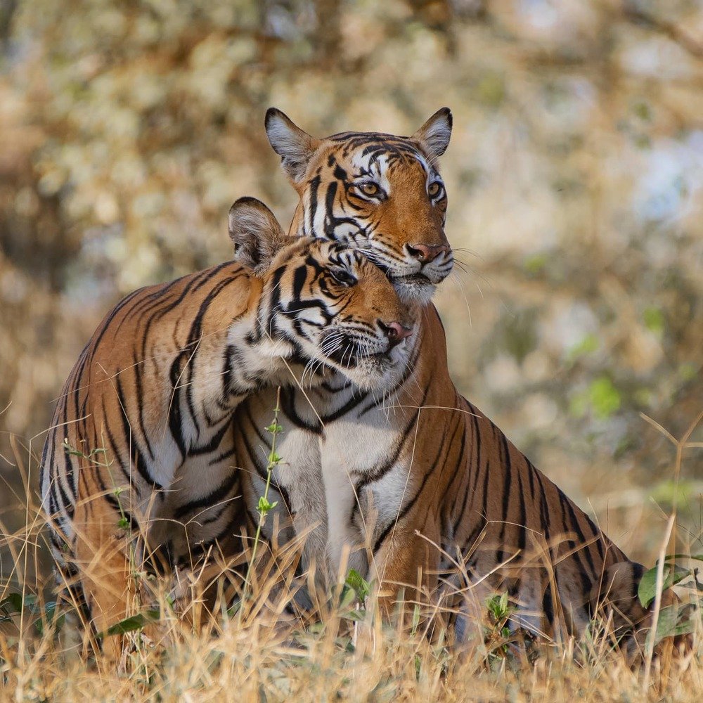 Фотография автора vivek yadav