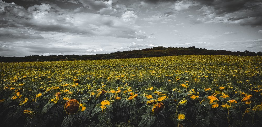 Campo de girasoles