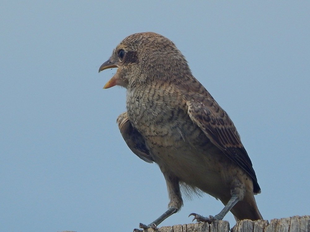 Птенец жулана