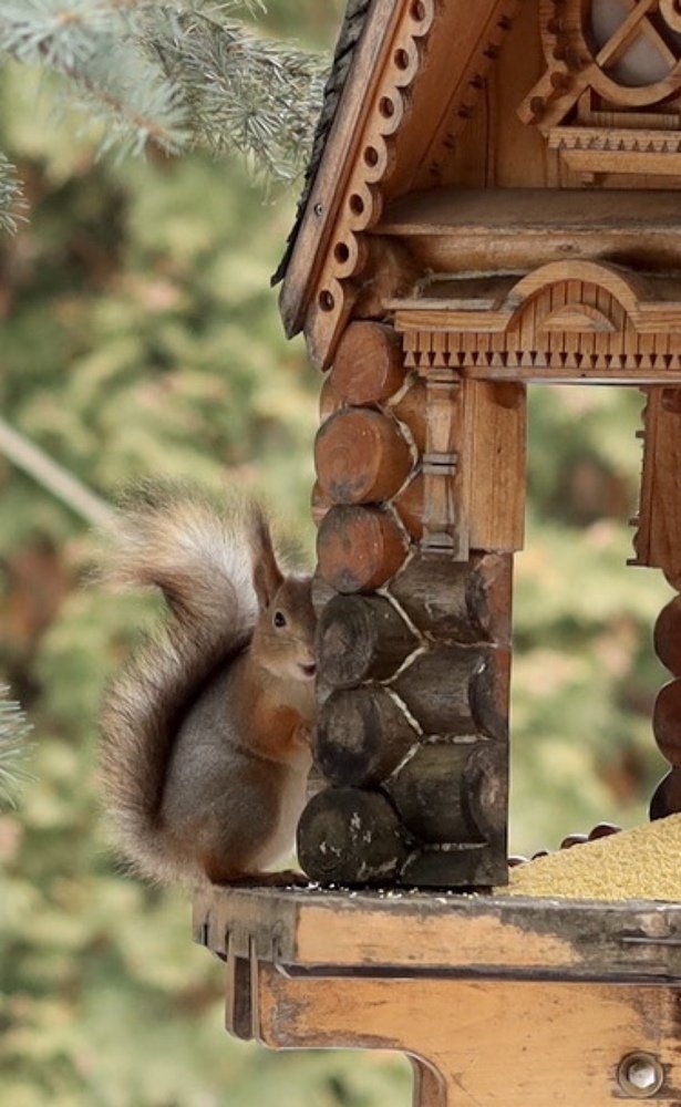 Photograph by Елена Ломова