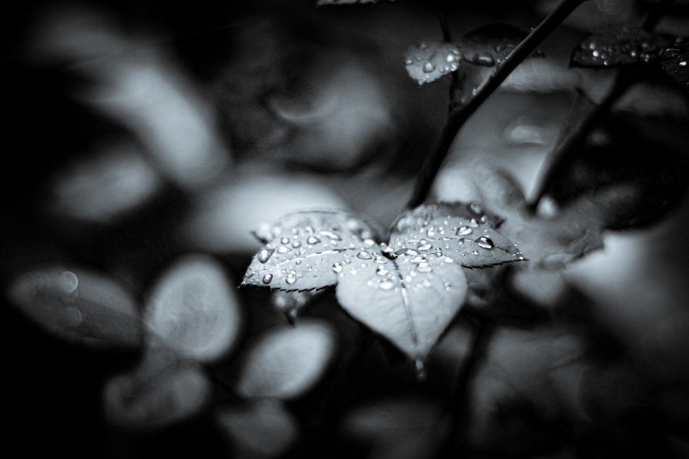 Photograph by Clara Mernes