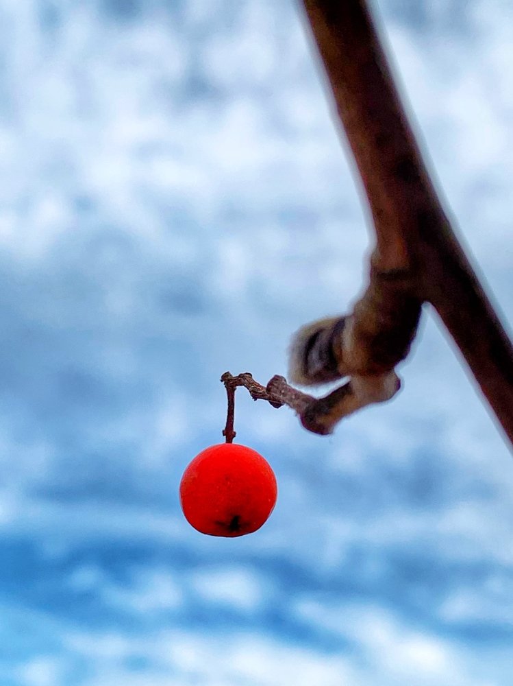 Рябиновая вишня