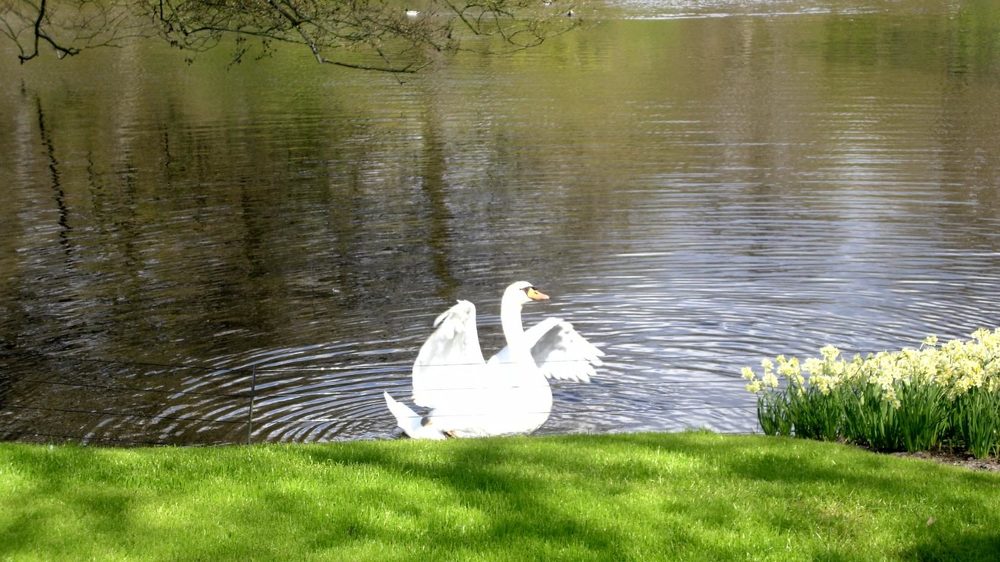 .А... белый лебедь на пруду....