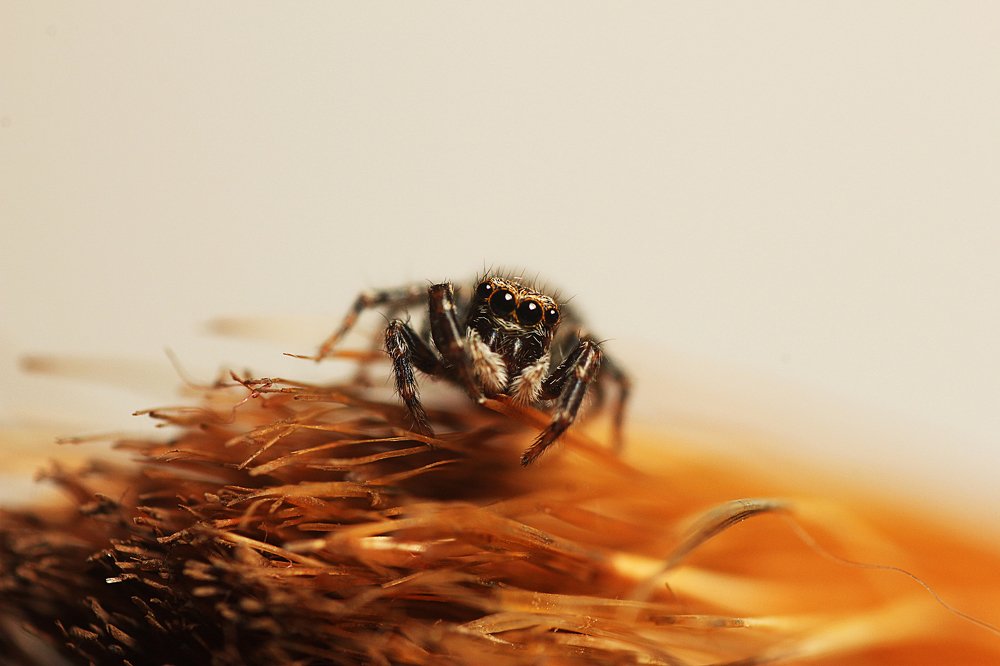 Фотография автора Peter Janso