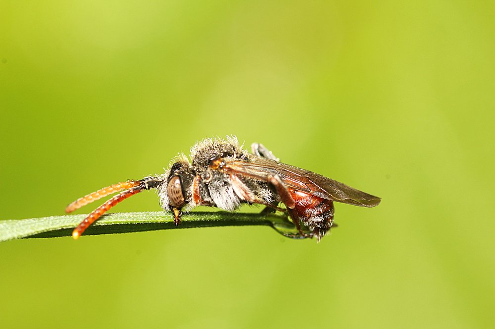 Фотография автора Peter Janso