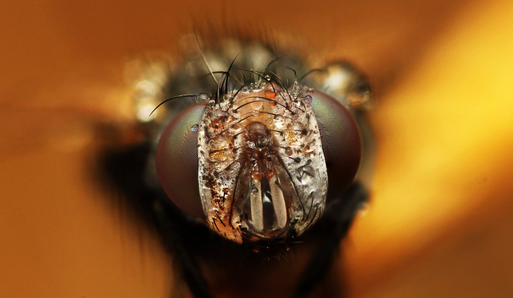 Фотография автора Peter Janso