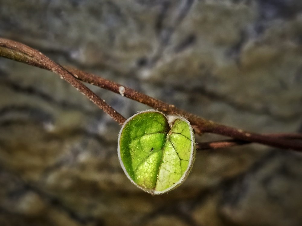 Photograph by Nandi Sharma