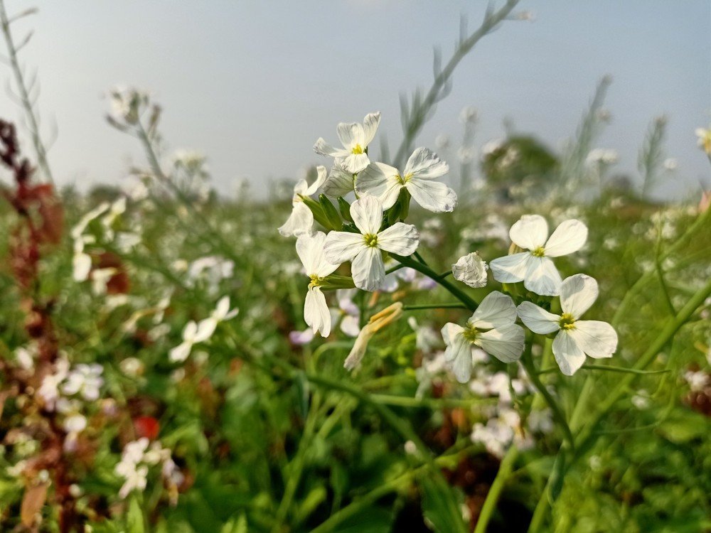 Photograph by Venkatesh Rao