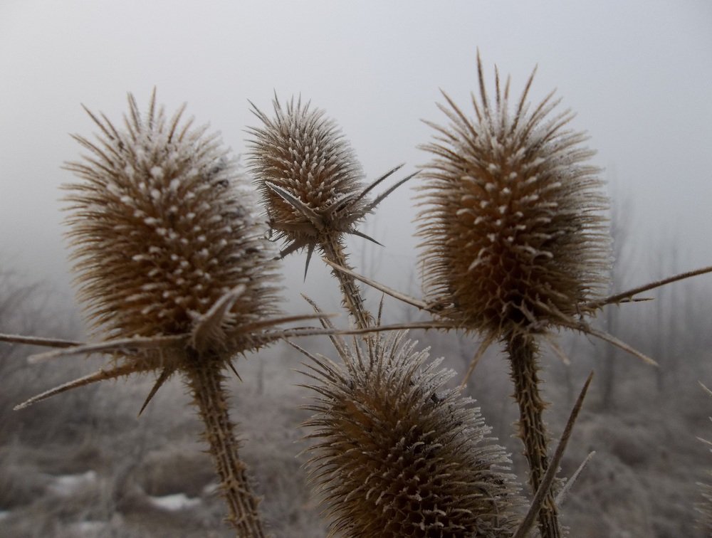 Photograph by Георги Колев