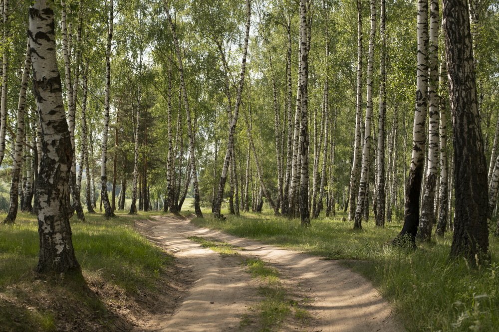 Русский лес.