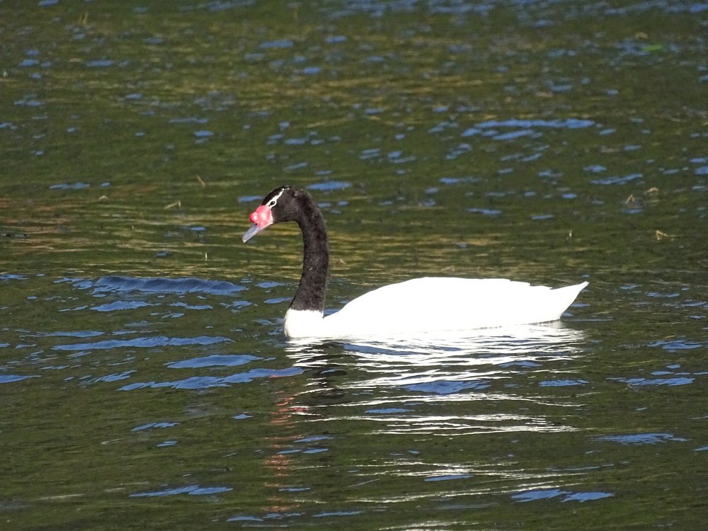 Cisne de cuello negro