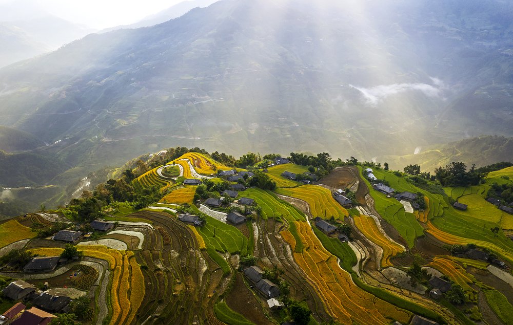 The ripe rice season on terraced fields in Phung village