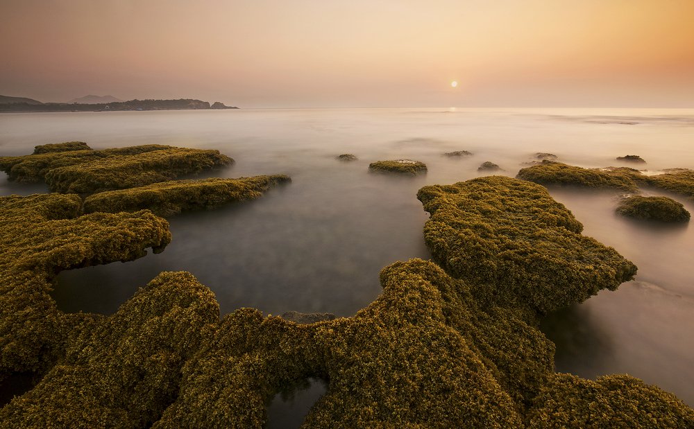 Mùa rêu trên biển Phú Yên của Vietnam